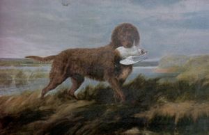 Tweed Water Spaniel.jpg