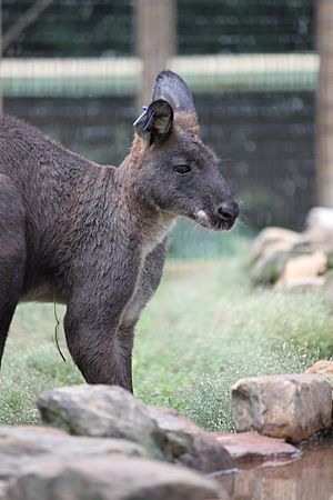 Wallaroo at Henson Robinson Zoo