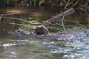 Water Vole on Itchen Navigation