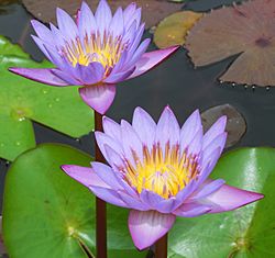 Water lily in Thiruvananthapuram