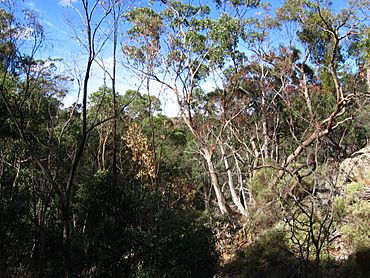 WerribeeGorgeStatePark.JPG