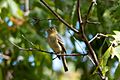 Western Flycatcher Huachuca Canyon Sierra Vista AZ 2018-08-25 09-20-12 (48038253981)