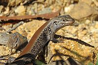 White's Skink, NSW.jpg