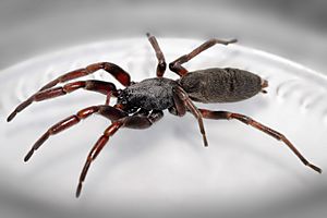 White tailed spider.jpg