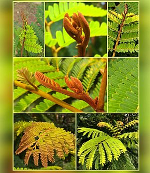 Yellow flame tree leaves collage