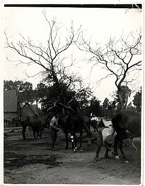 13th Hussars horselines and bivouacs Aire, France (Photo 24-108)