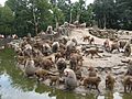 20070819 Dierenpark Emmen (20)