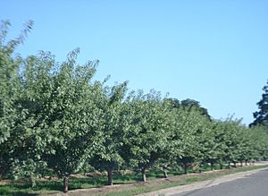 Almond trees