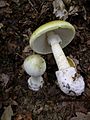 Amanita phalloides 1