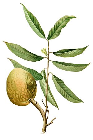 Annona reticulata Blanco1.197-cropped.jpg