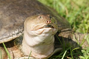 Apalone ferox (head)