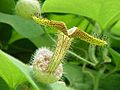 Aristolochia eriantha1