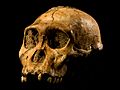 Australopithecus sediba