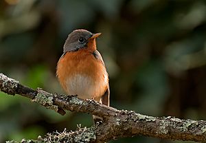 Bhargav Dwaraki Kashmiri Flycatcher.jpg