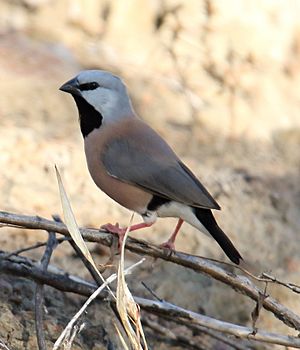 Black-throated Finch (Poephila cincta).jpg