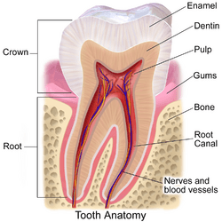 Blausen 0863 ToothAnatomy 02.png