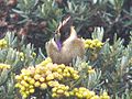 Buffy Helmetcrest - Colombia