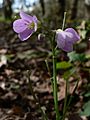 Cardamine pulcherrima 01057t