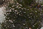 Cassiope mertensiana 9193