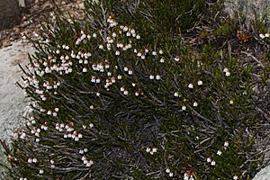 Cassiope mertensiana 9193.JPG