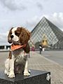 CavalierKingCharles MuseeDuLouvre(@caviemonty)