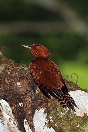 Cinnamon woodpecker (Celeus loricatus mentalis) female.jpg
