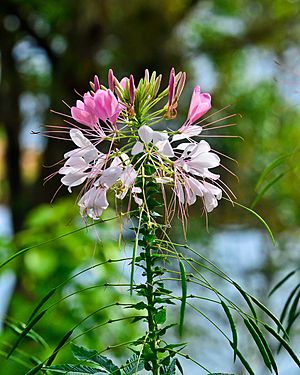 Cleome (Spider Flower) in Gavi