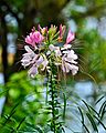 Cleome (Spider Flower) in Gavi