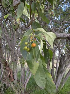 Cordia sinensis