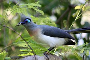 Crested coua coua cristata.jpg