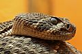 Crotalus atrox diamantklapperschlange kopf