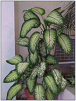 Dieffenbachia seguine-02