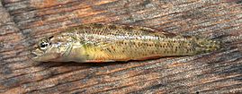 Etheostoma grahami