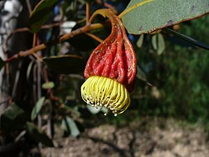 Eucalyptus stoatei.jpg