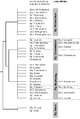 Euphorbiinae tree