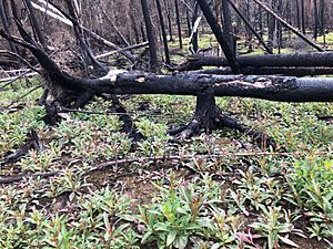 Fireweed after Swan Lake fire