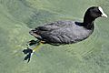 Fulica atra (Küken) - Obersee-Rapperswil-Holzbrücke 2011-05-28 15-56-08