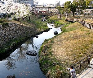 Gifu Sakura