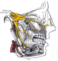 Gray778 Trigeminal