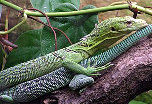 Green.tree.monitor.lizard.arp