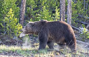 Grizzly bear (aa0ace2b-bd74-4bce-bb41-3f24c8107d54).jpg