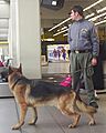 Guardia di Finanza - Cinofili (K9) - Malpensa