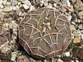 Gymnocalycium stellatum 1