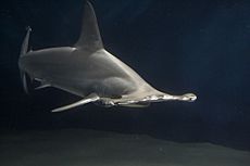 Hammerhead shark