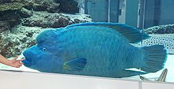 Humphead Wrasse at Aeon Okinawa