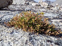 Ivesia lycopodioides