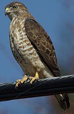 Julie Waters broad winged hawk