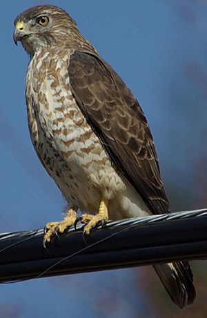 Julie Waters broad winged hawk.JPG