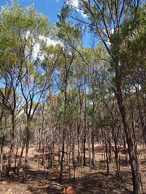 Lancewood woodland