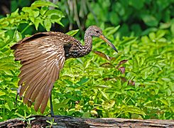 Limpkin-2